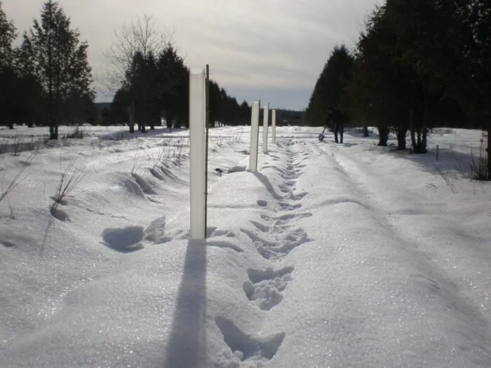 Tree Tubes - 26"