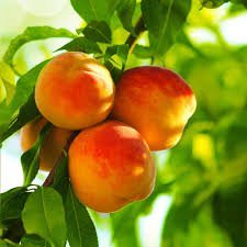 Peach - Reliance