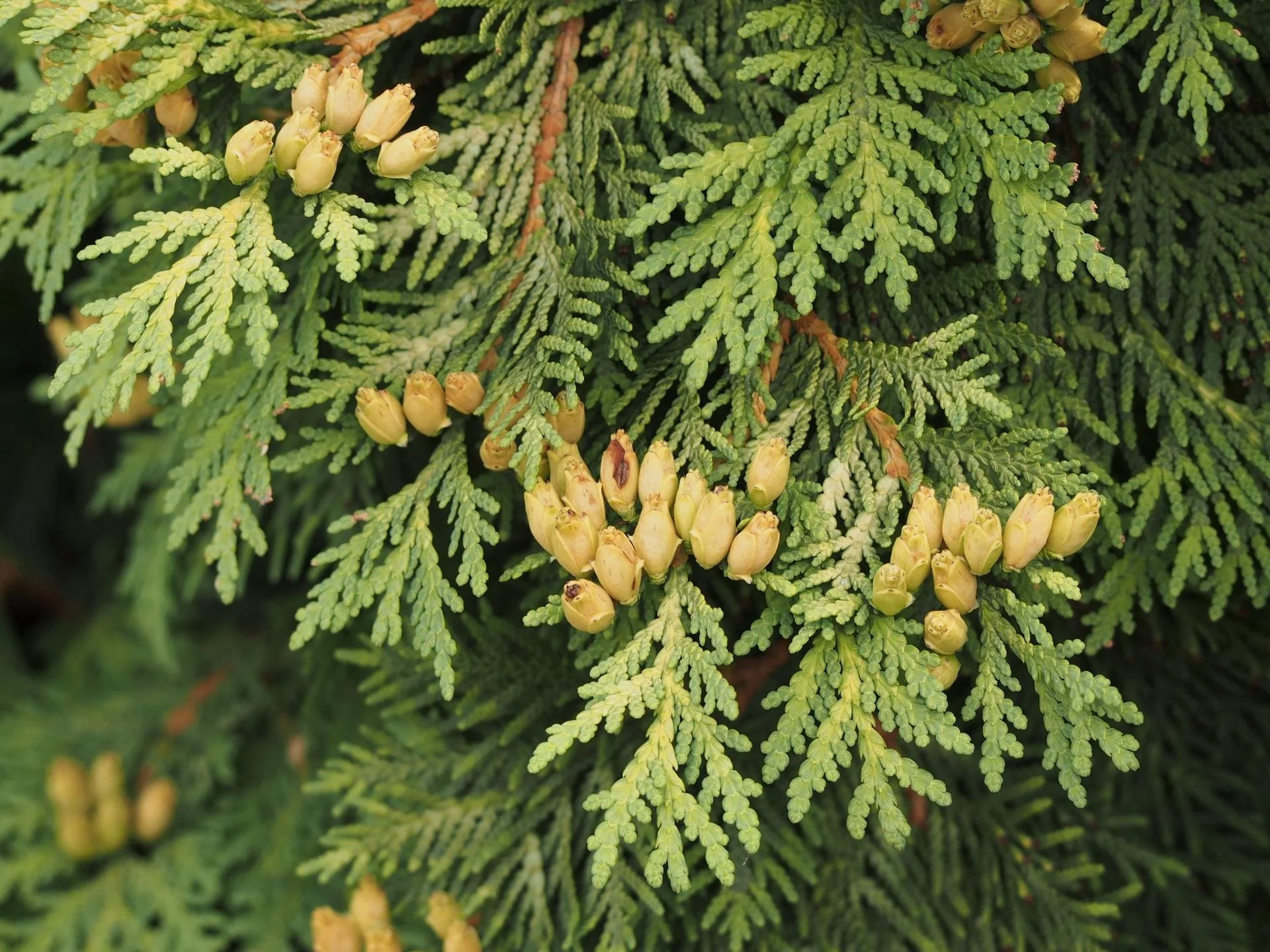 White Cedar
