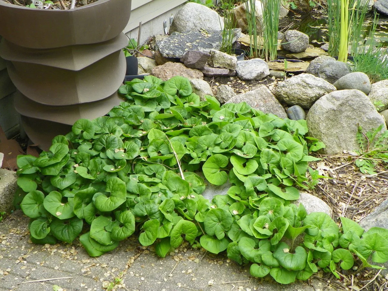 Wild Ginger