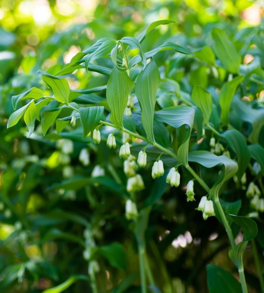 Solomon's Seal