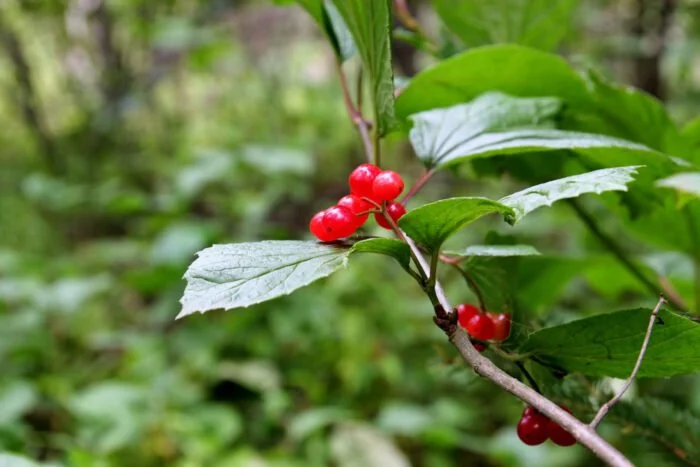 Highbush Cranberry