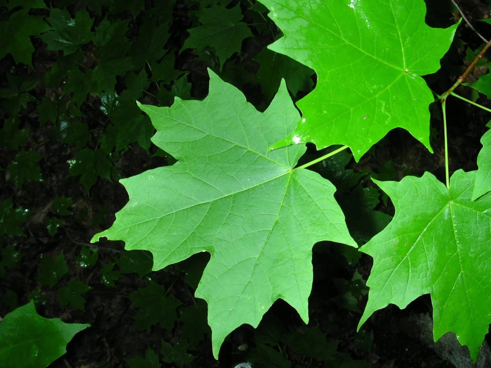 Maple - Sugar