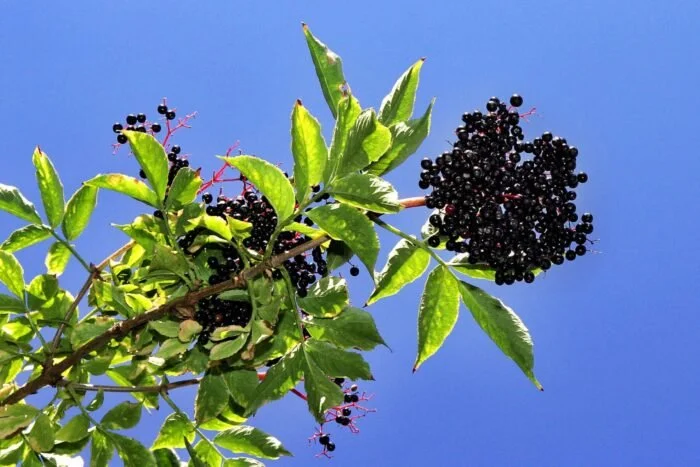 Black Elderberry