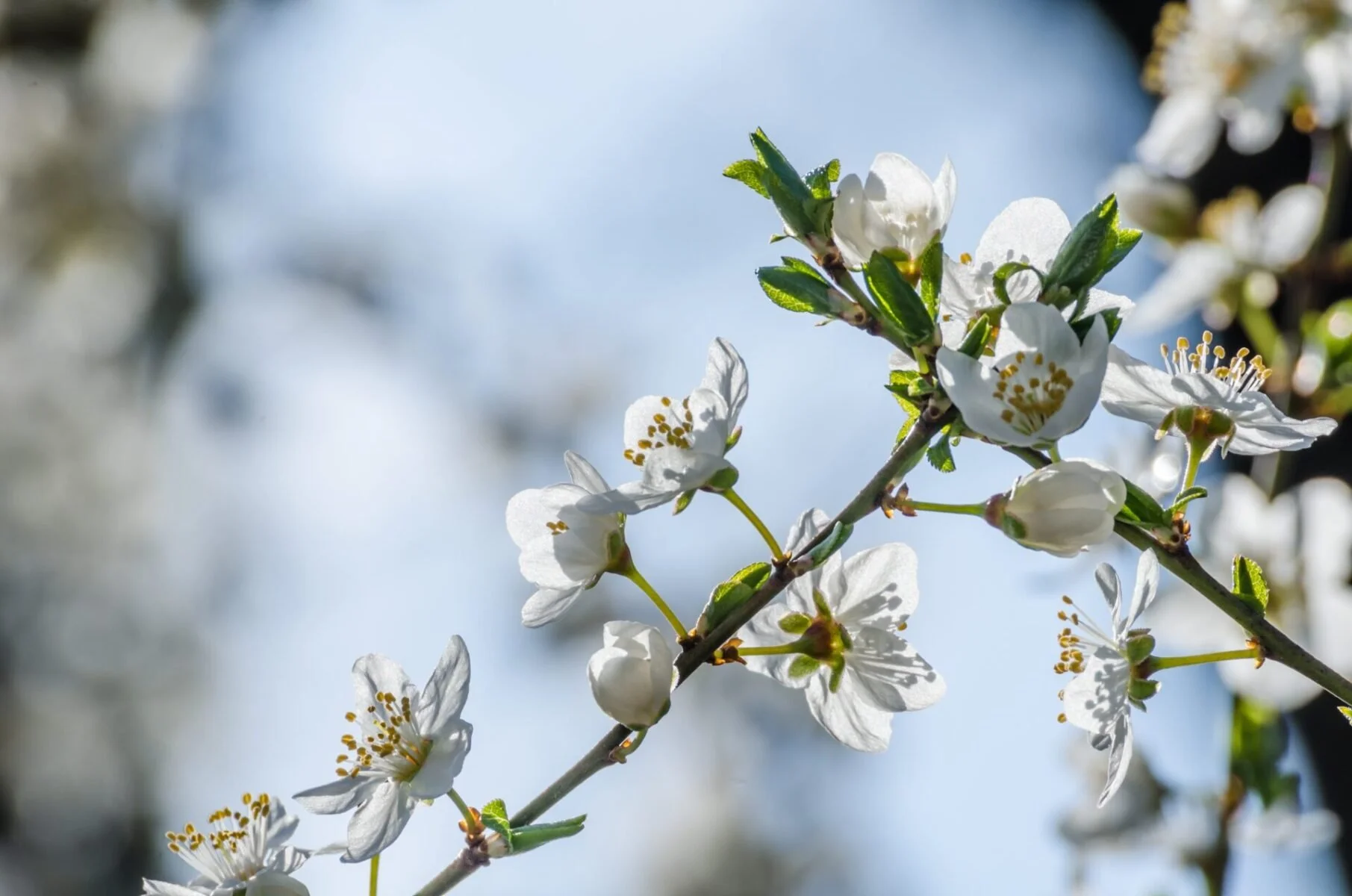 Hardy Apricot
