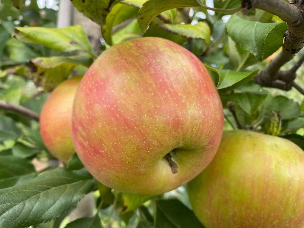 Apple - Honeycrisp