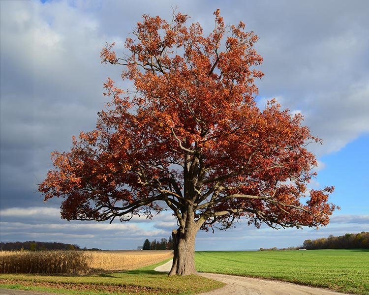 Oak - Red