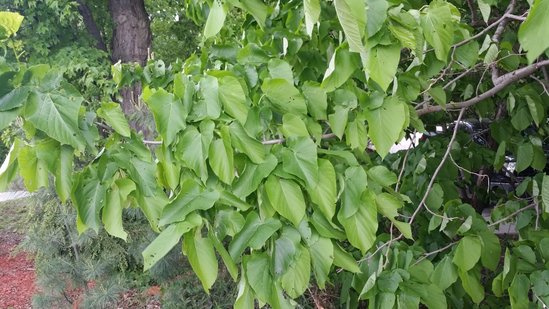 Basswood, American