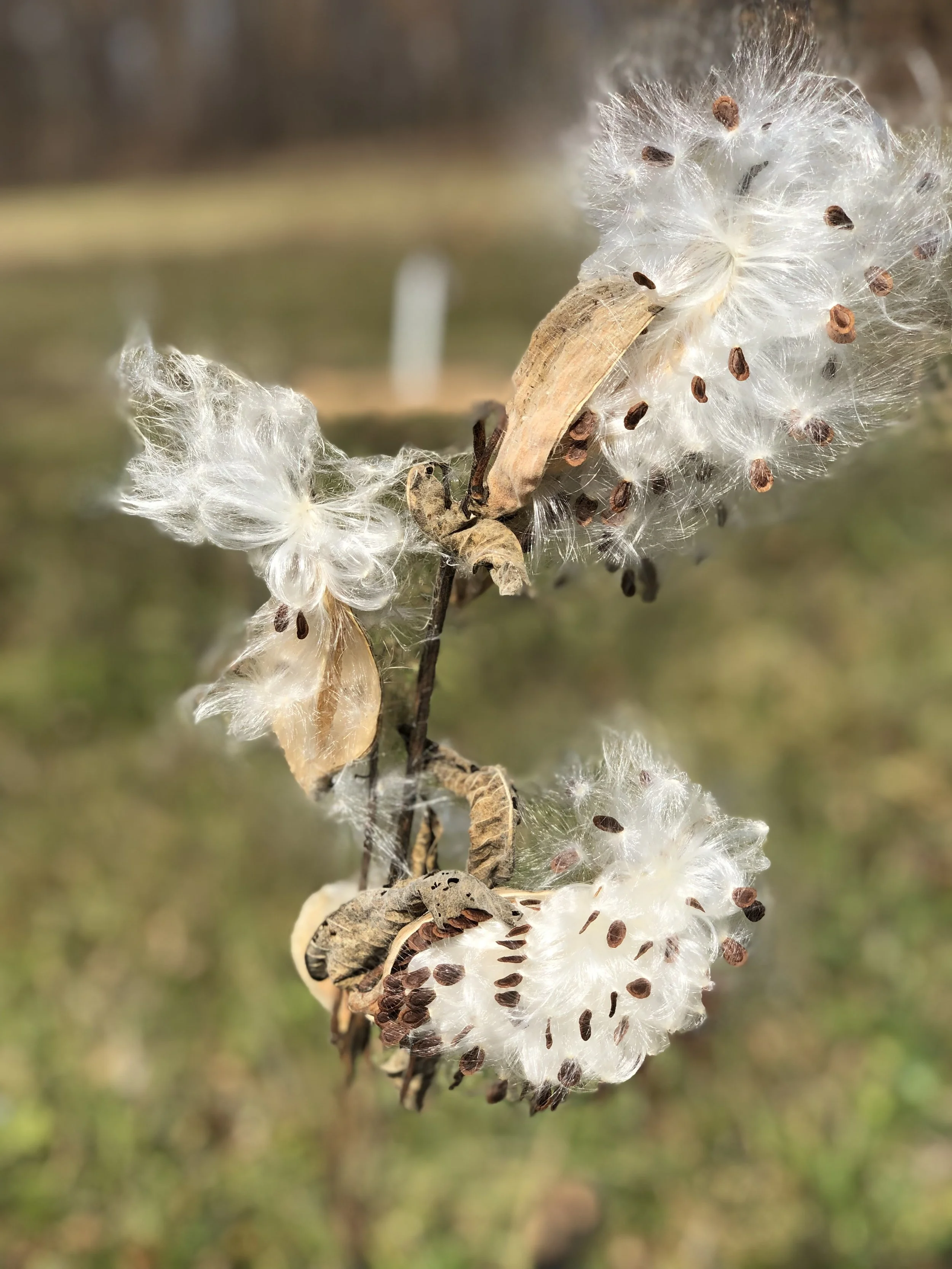 Milkweed-Common & Swamp, Available for Purchase on Pick Up Day Only!