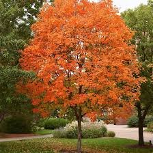 sugar maple.jpeg