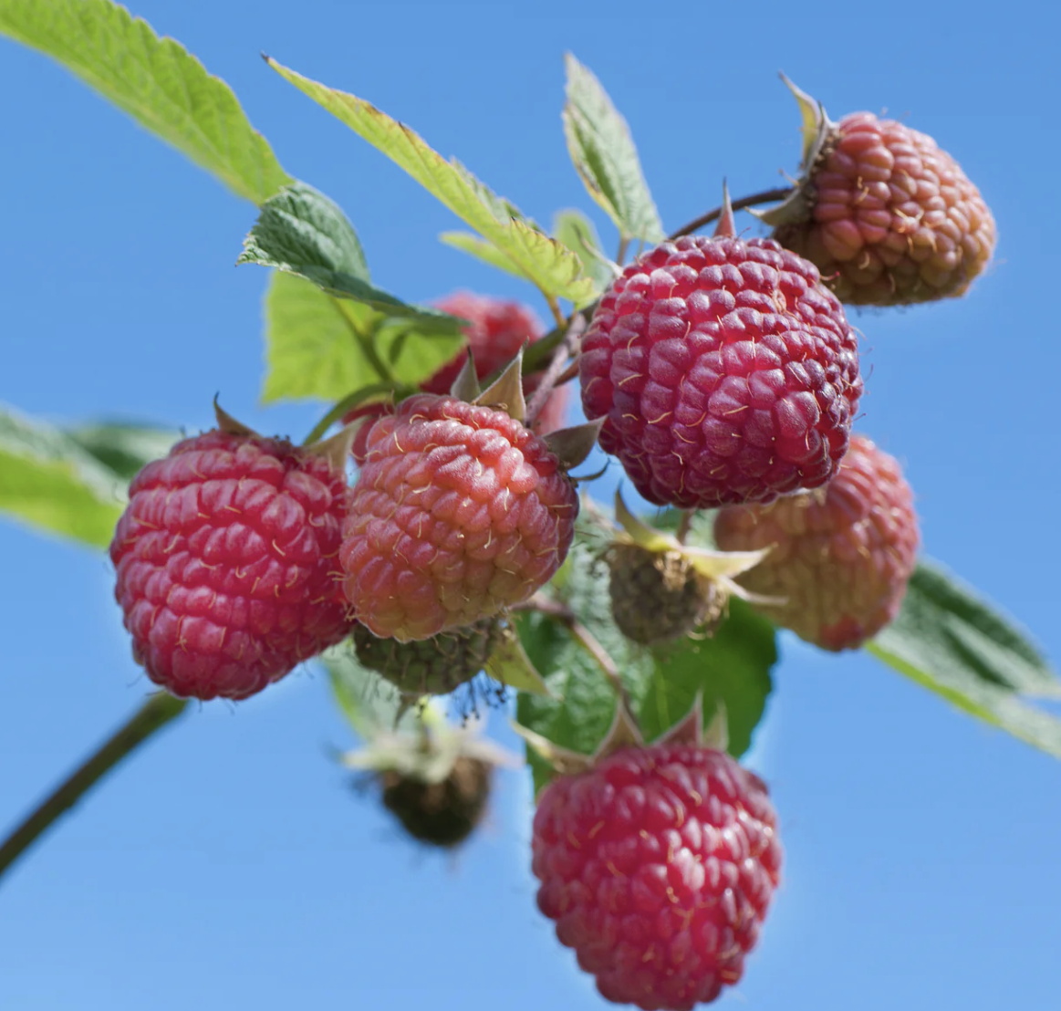 Raspberry - Heritage