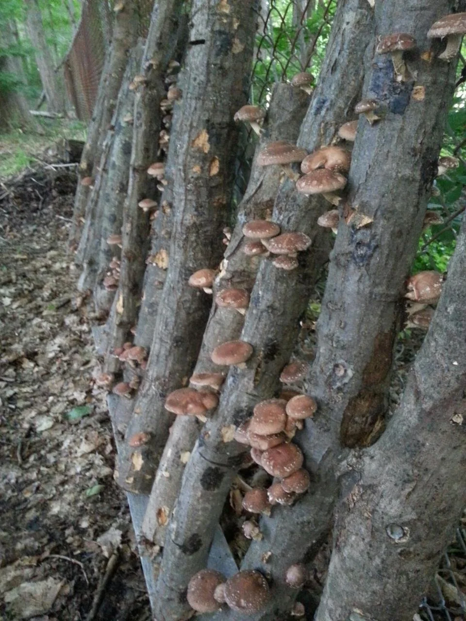 Shiitake Mushroom Inoculation Workshop & Log