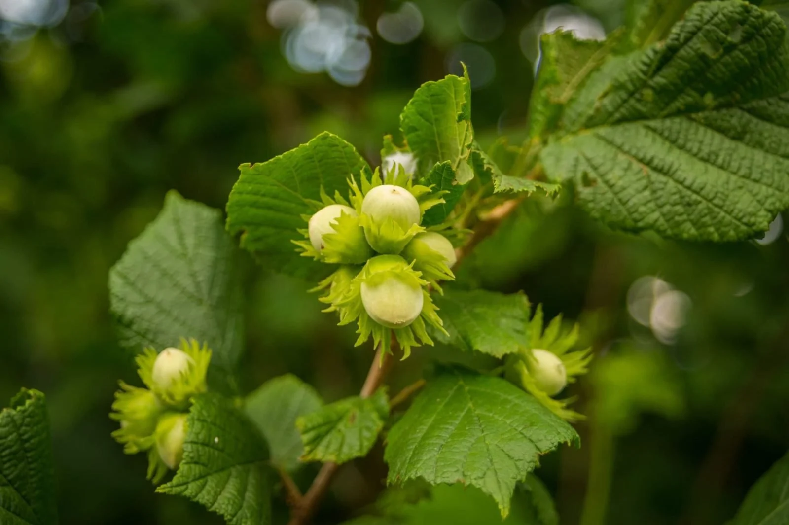 Filbert (American Hazelnut)