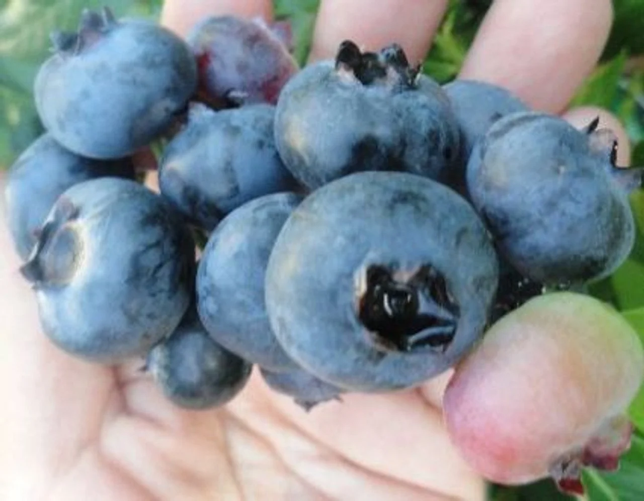 Blueberry- Elliot