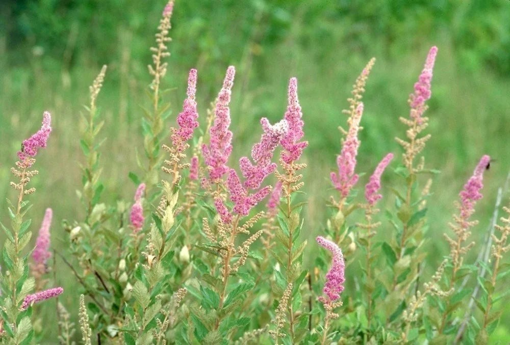 Steeplebush