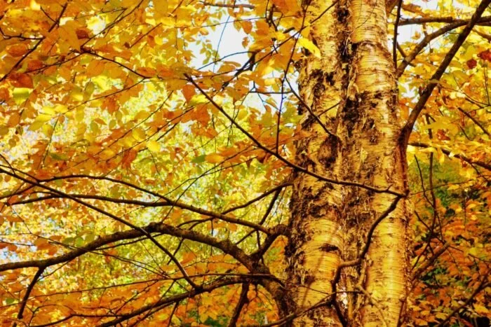 Birch - Yellow