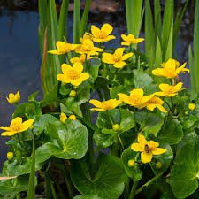 marigold.jpeg