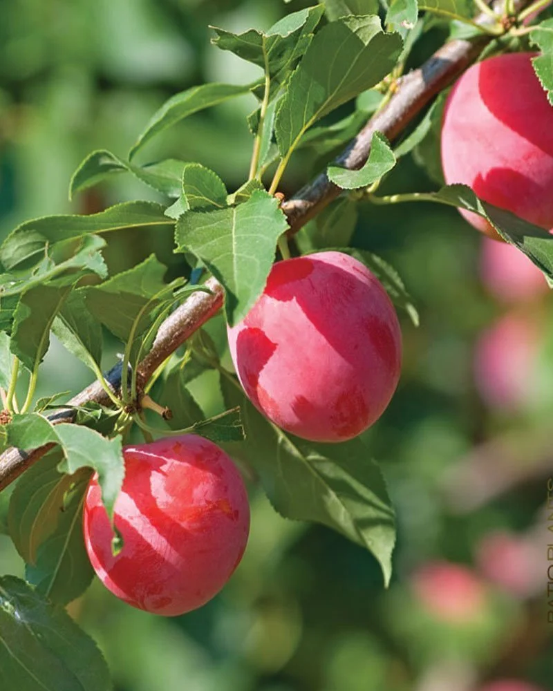 American Plum