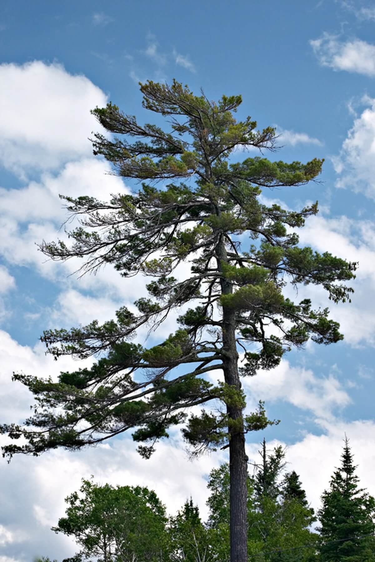 White Pine