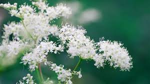 meadowsweet.jpeg