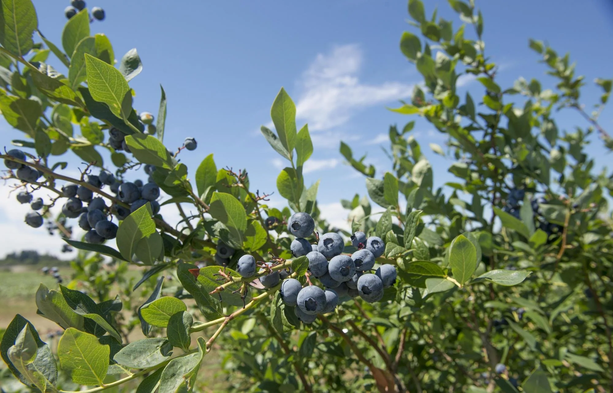 Blueberry - Reka