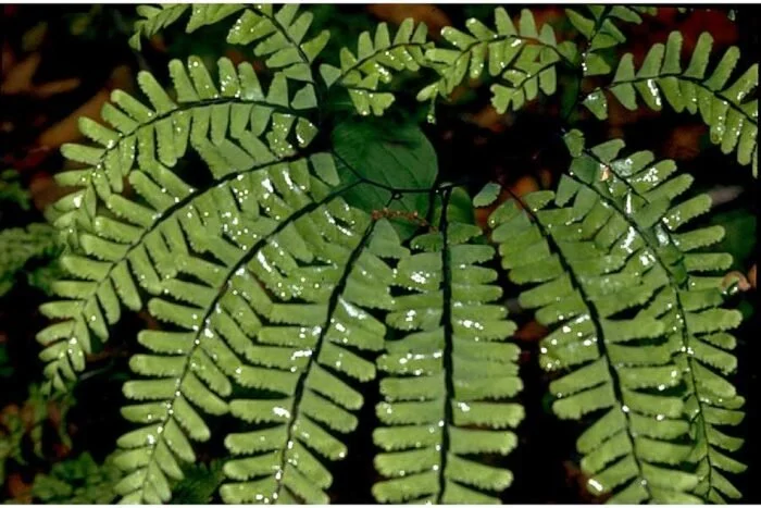 Maidenhair Fern