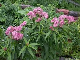 swamp milkweed.jpeg