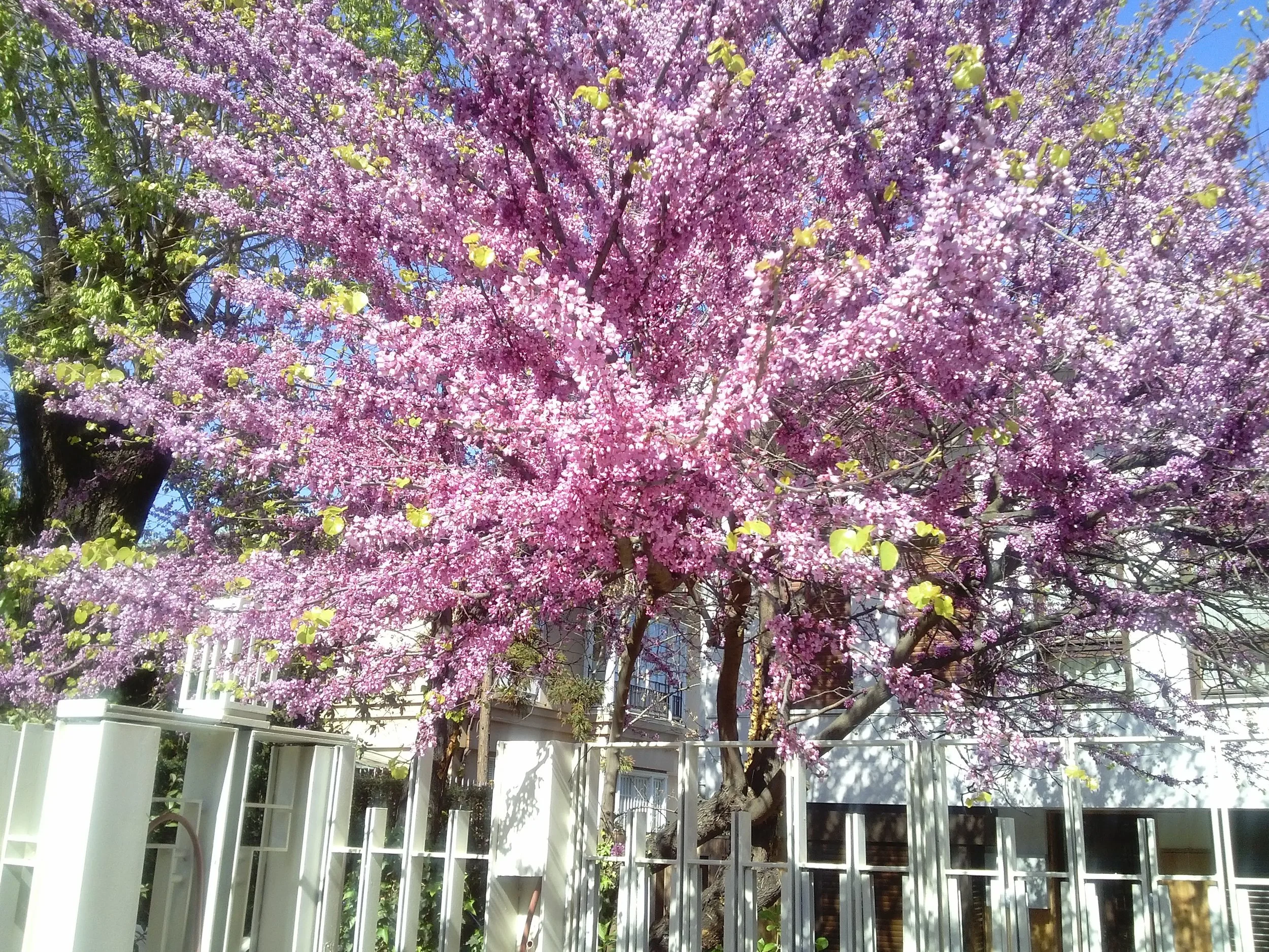 istanbul-tree.jpg