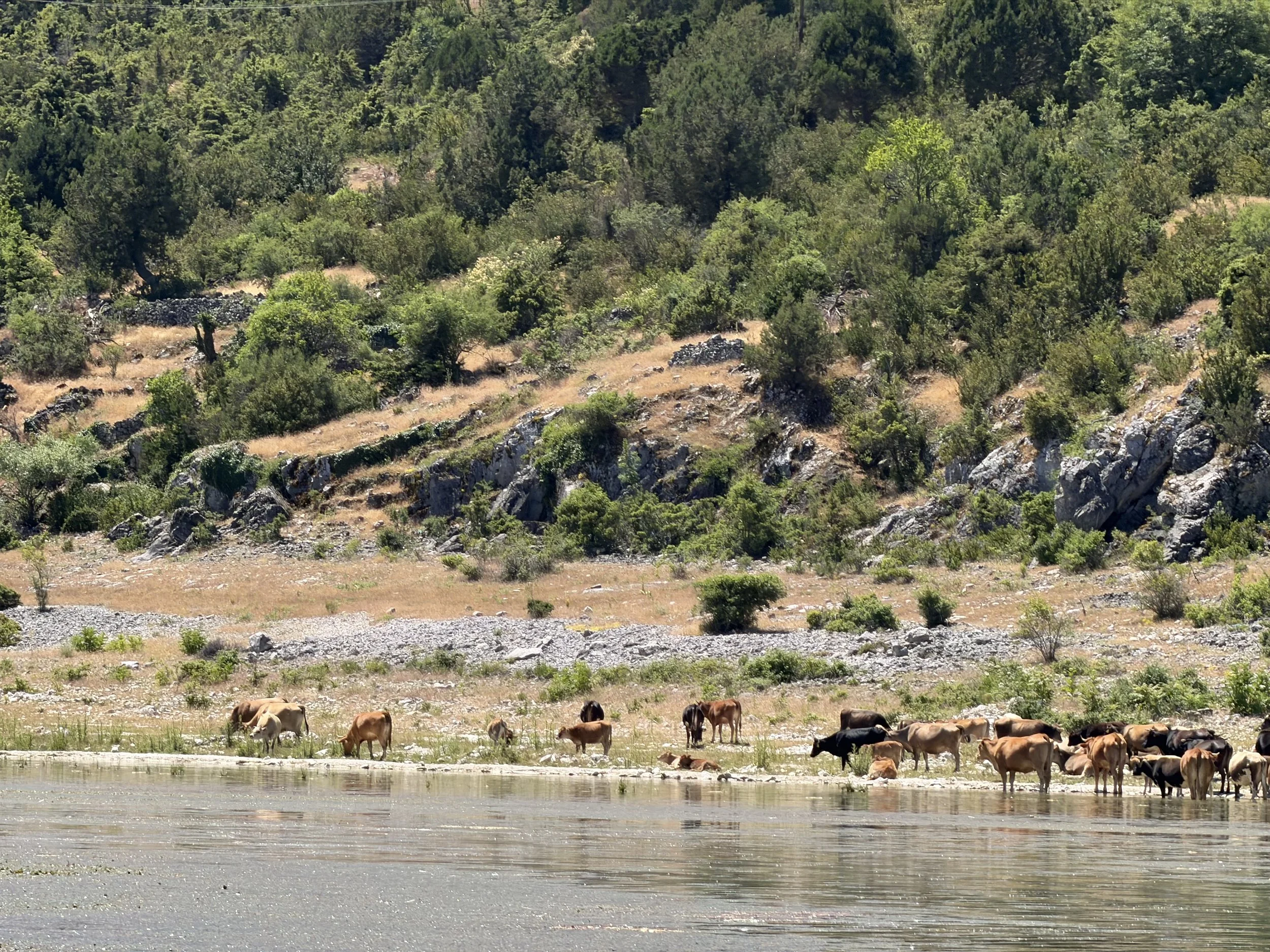 Great Prespa Lake, herd of cattle grazing and drinking along the rocky shoreline