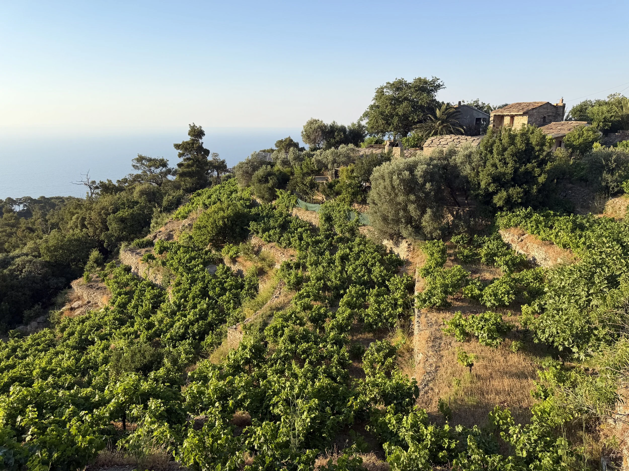 Ikaria, terraced vineyards