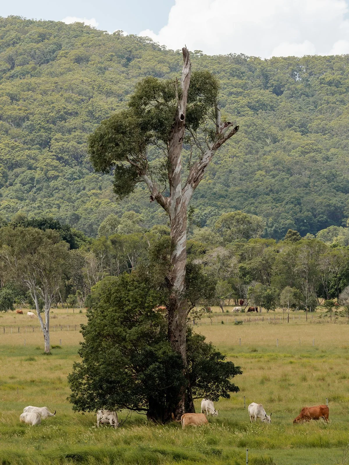 Cattle grazing beneath a lone tree in the Yandina Station paddocks — Sean Reefman Photography