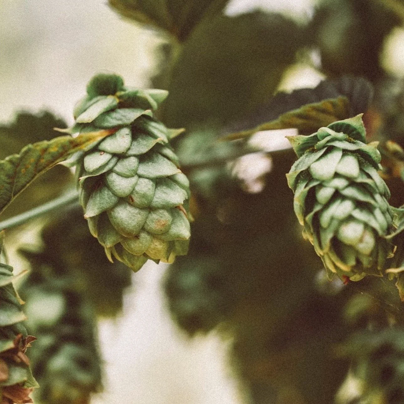 hops.jpg