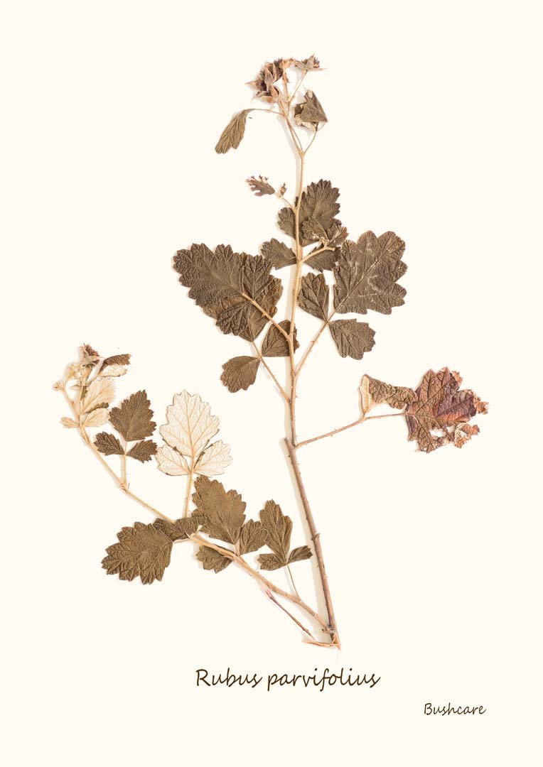 82. Rubus parrifolius