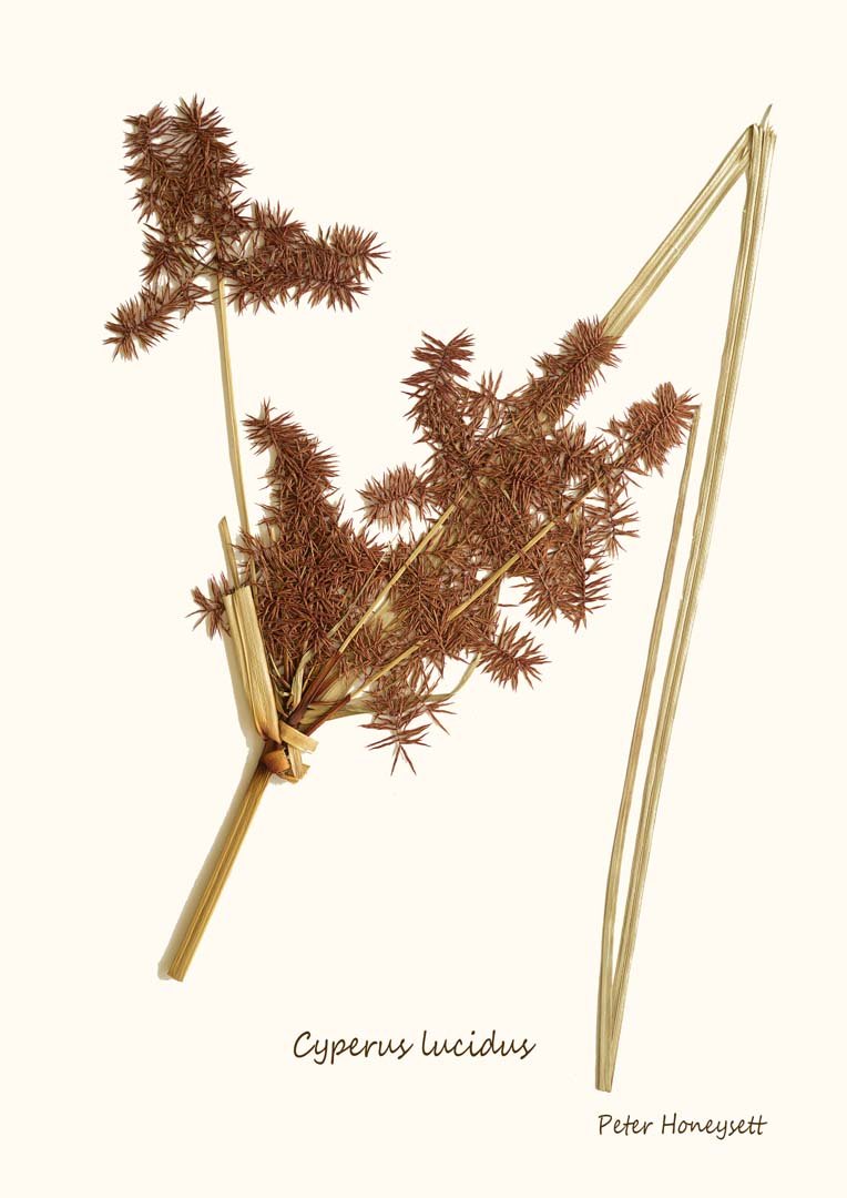 55. Cyperus lucidus