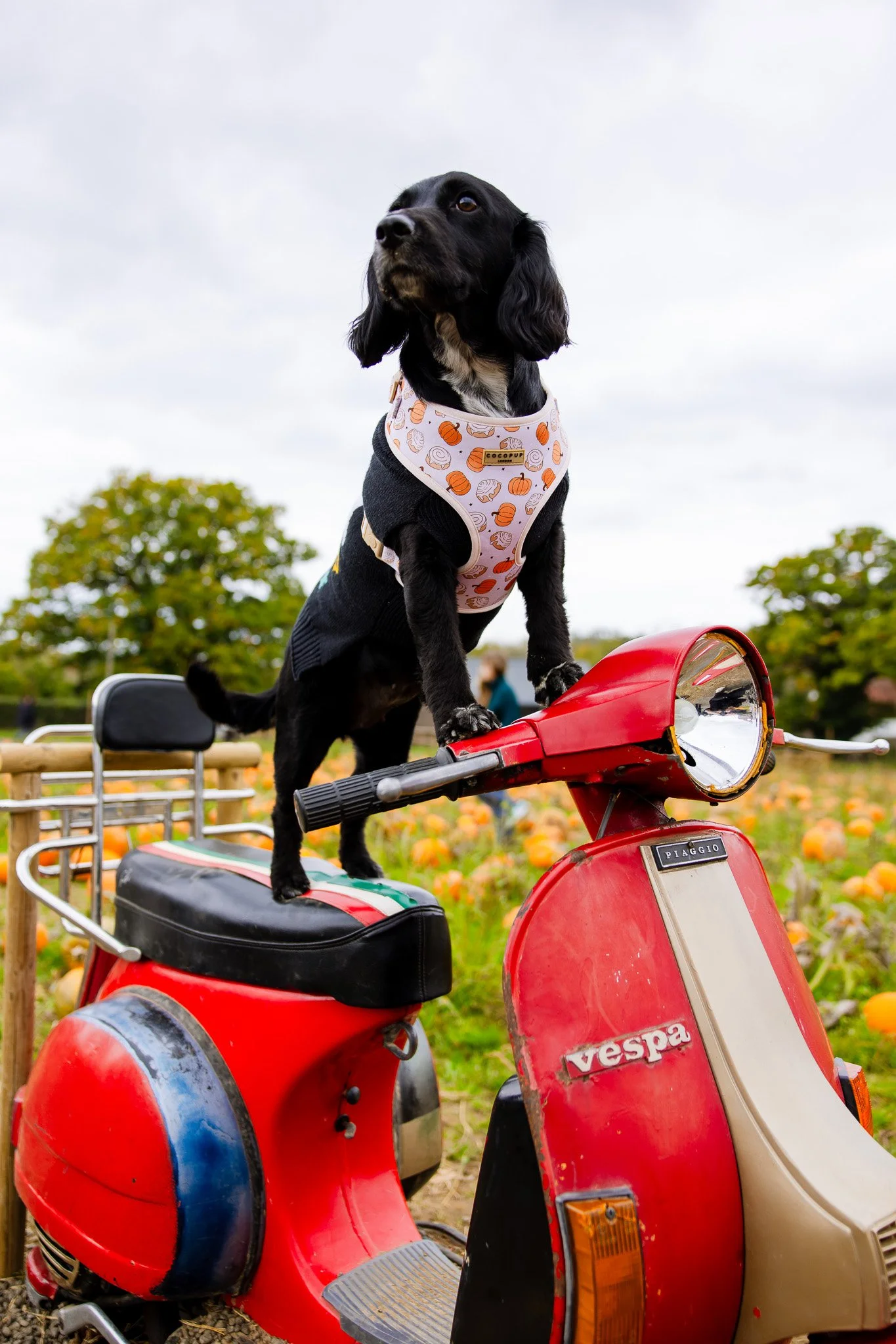 Tulleys Pumpkin Festival Photos-148.jpg