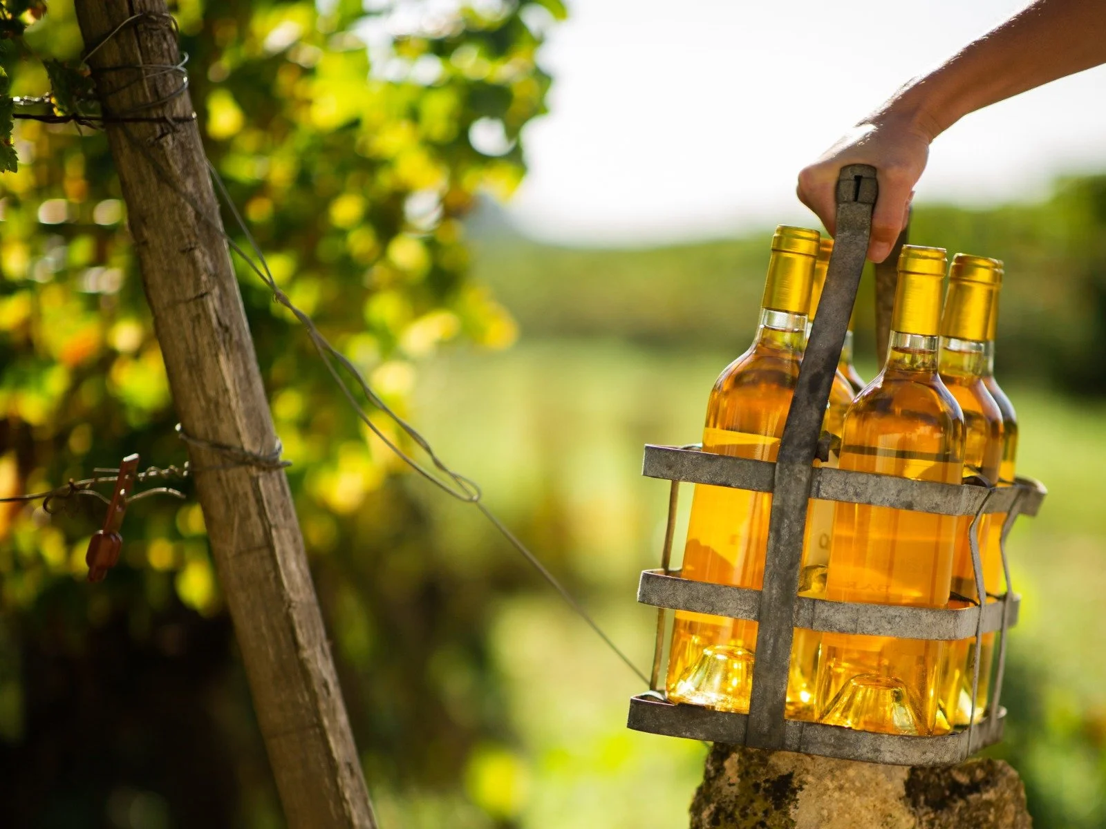 Sauternes and Barsac wine