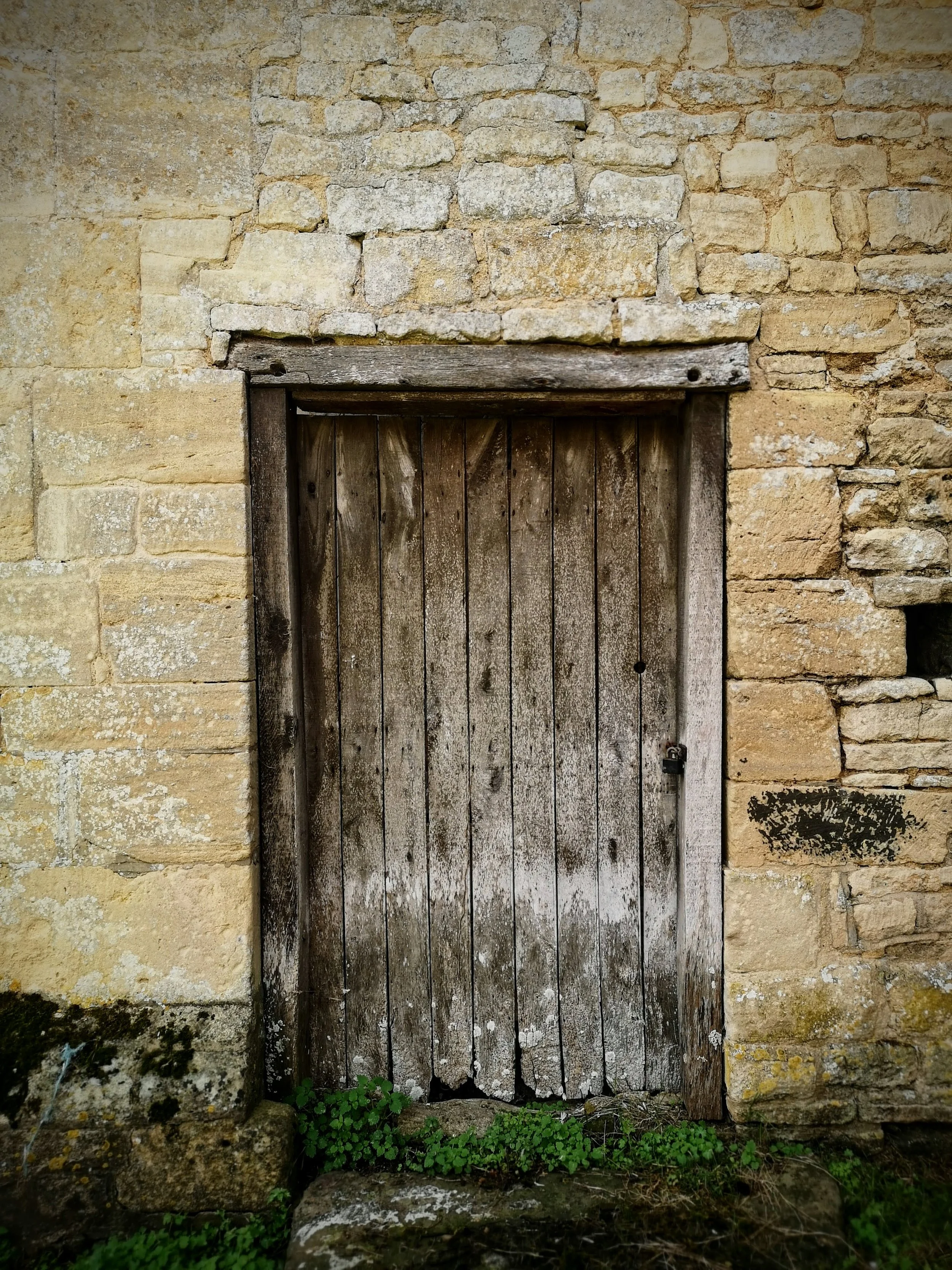 Old wooden door with weathered planks in a stone wall with small green plants at the bottom.
