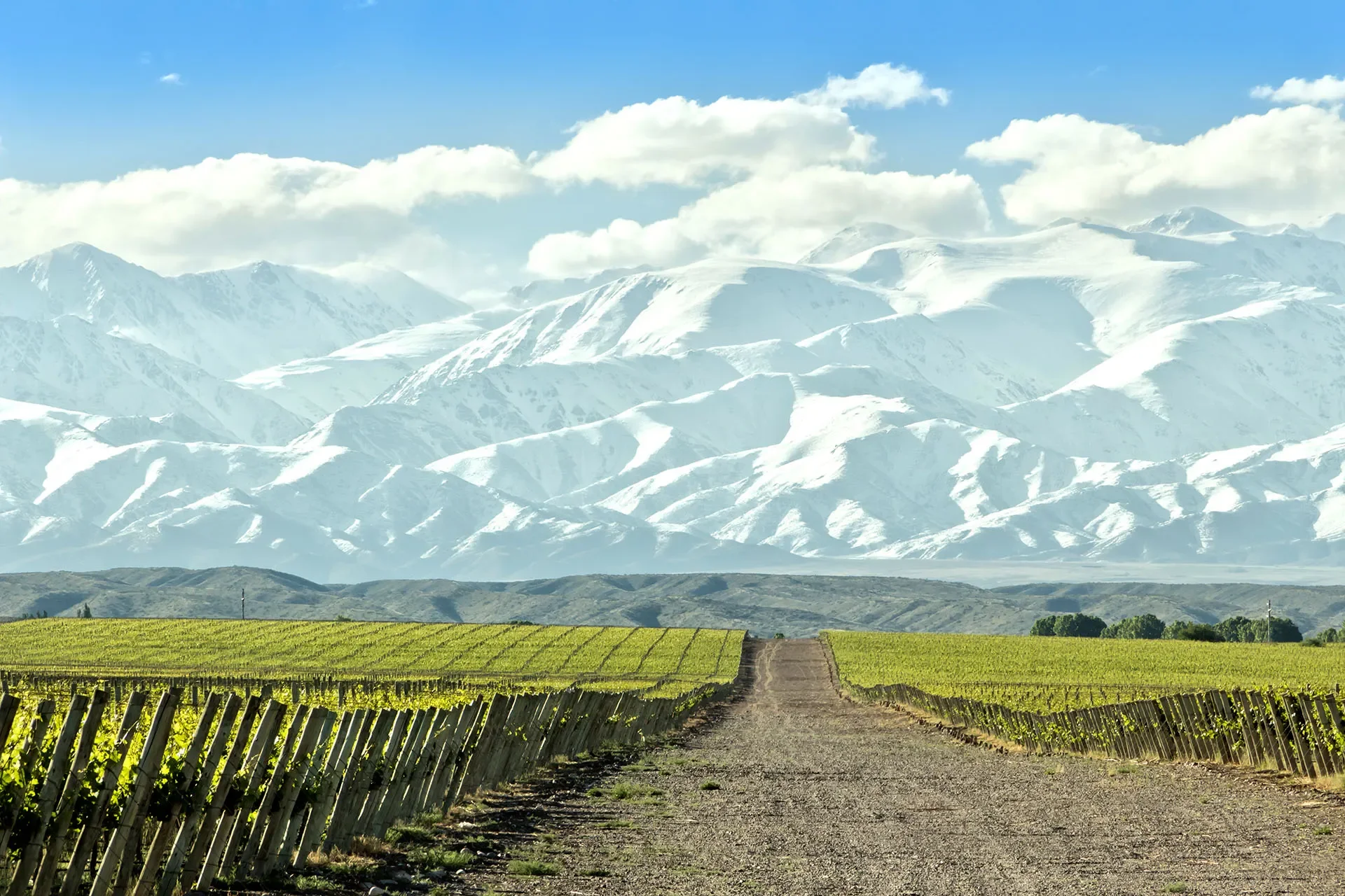 Vineyards of Mendoza Argentina