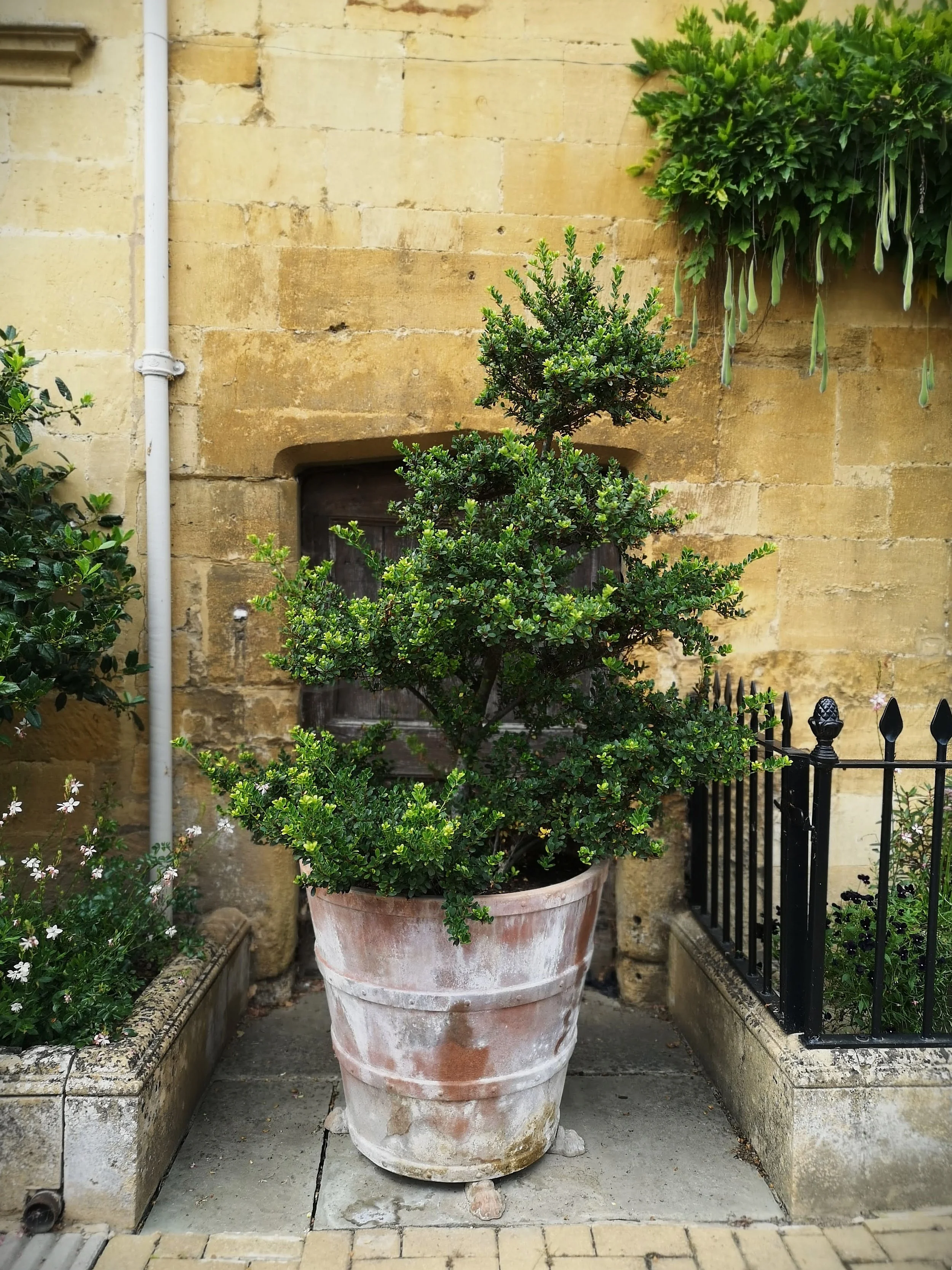 A favourite, this imposing plant and pot in front of a door in Chipping-Campden