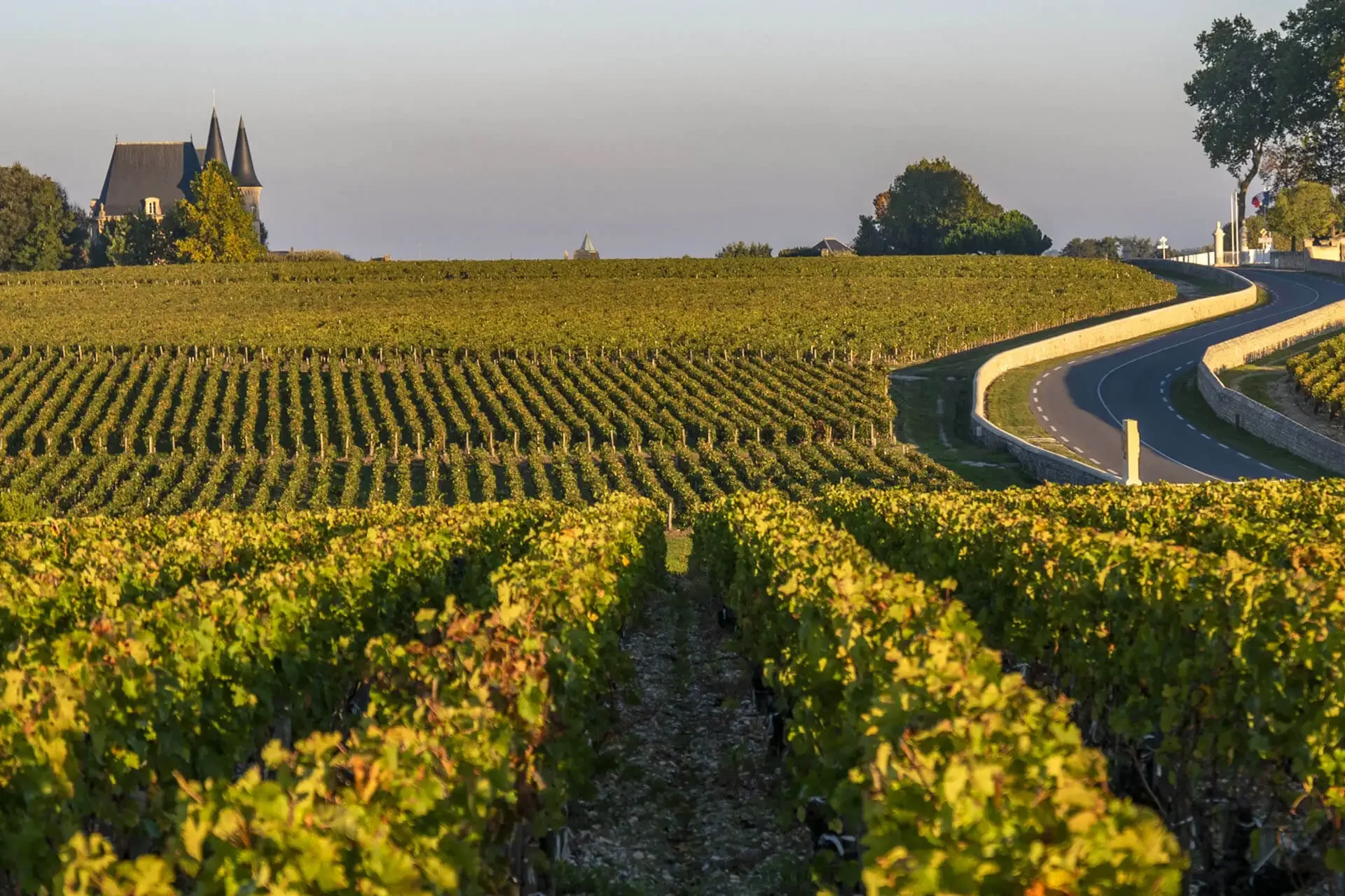 Vineyard with rows of grapevines and a winding road, with a castle-like building in the distance under a clear sky.