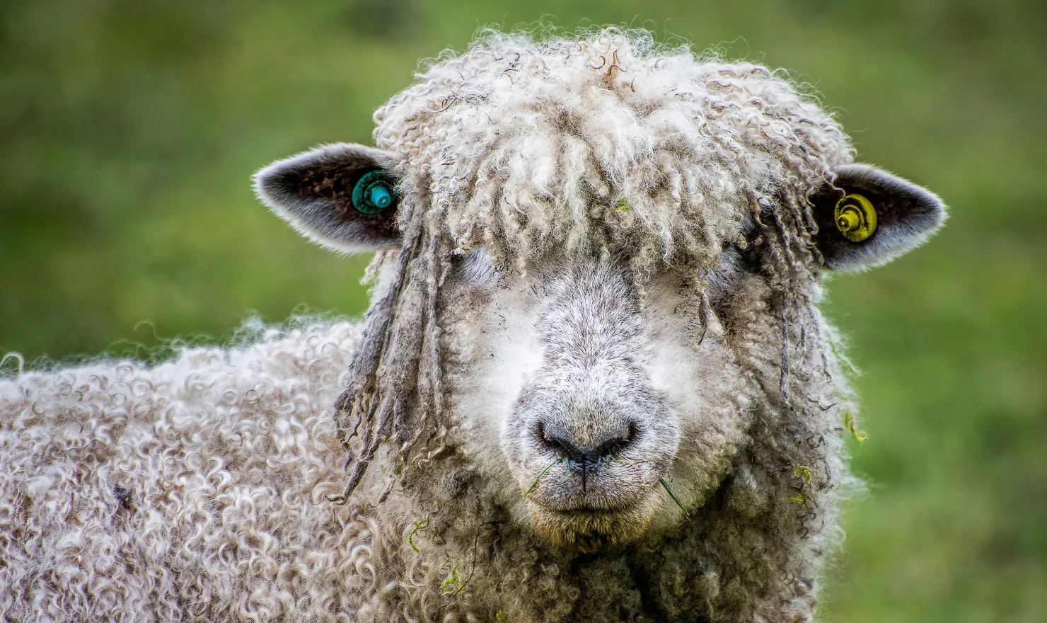 A Cotswold Lion