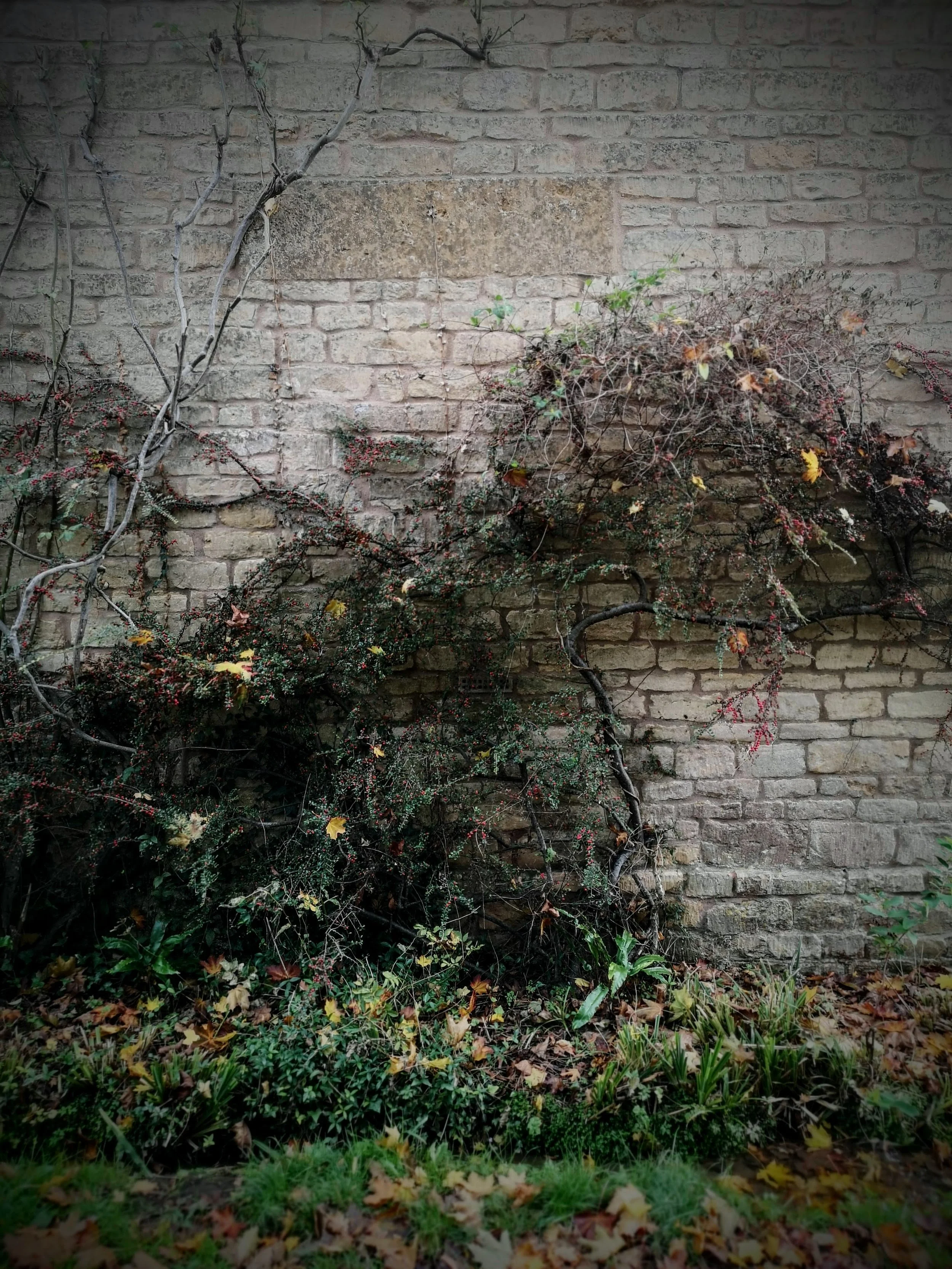 Vines growing on a brick wall with some plants and fallen leaves at the ground.
