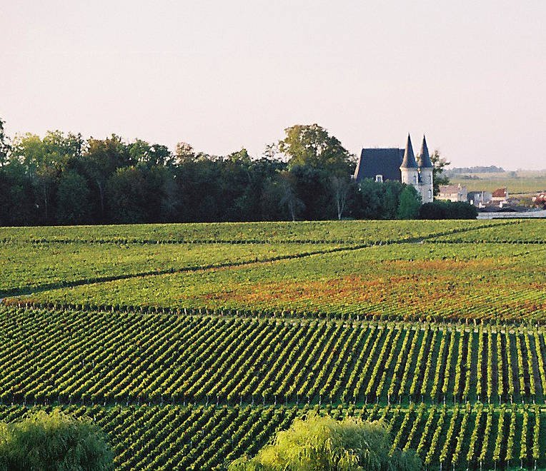 vineyards