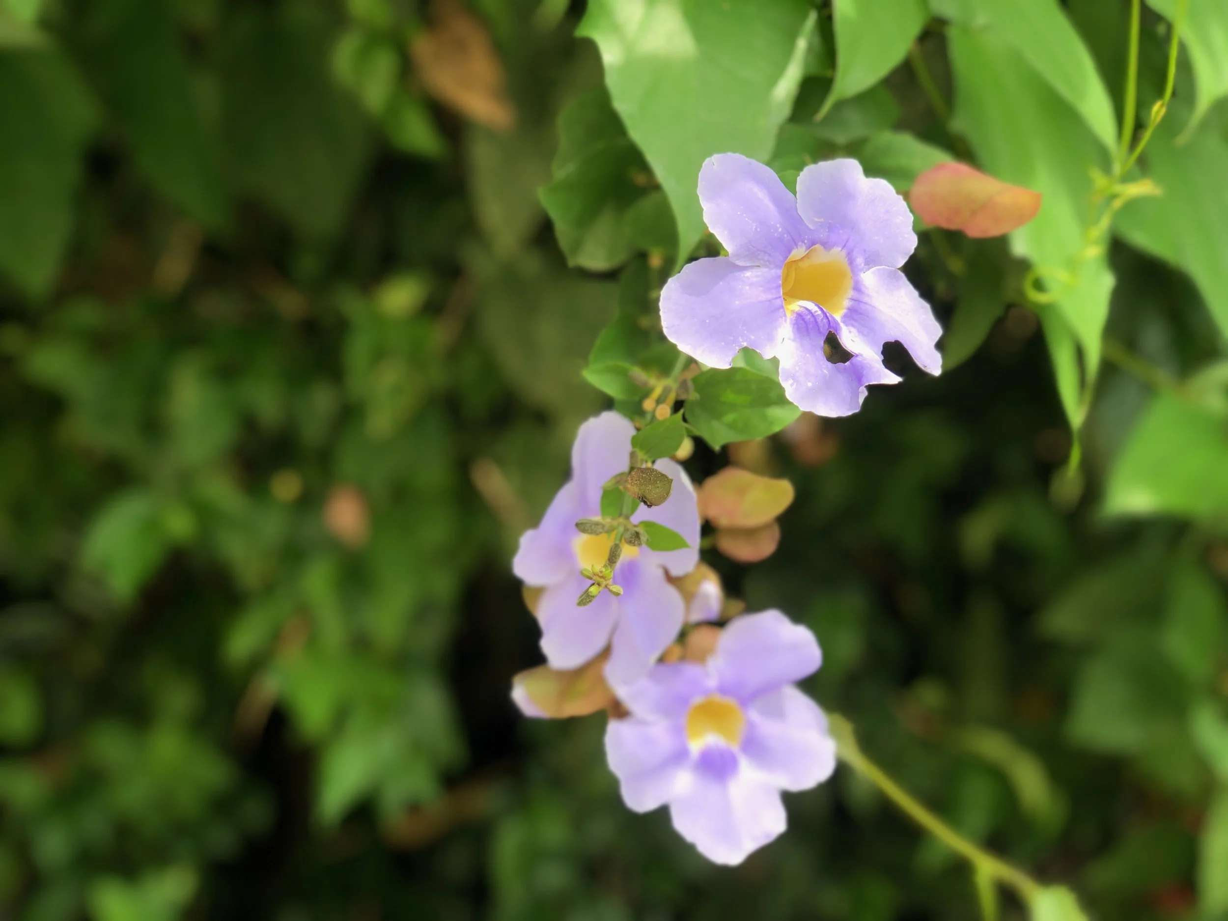 IMG_9139.jpeg