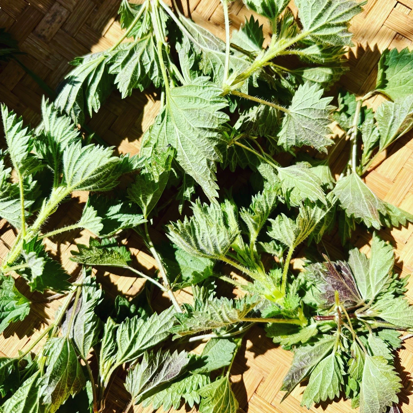 It&rsquo;s nettle season! 💚 The medicine we need right now is growing all around us&mdash;wild and free. 

Many of the first plants that emerge in early spring&mdash;stinging nettle, chickweed, cleavers, violet, purple deadnettle, dandelion&mdash;ar