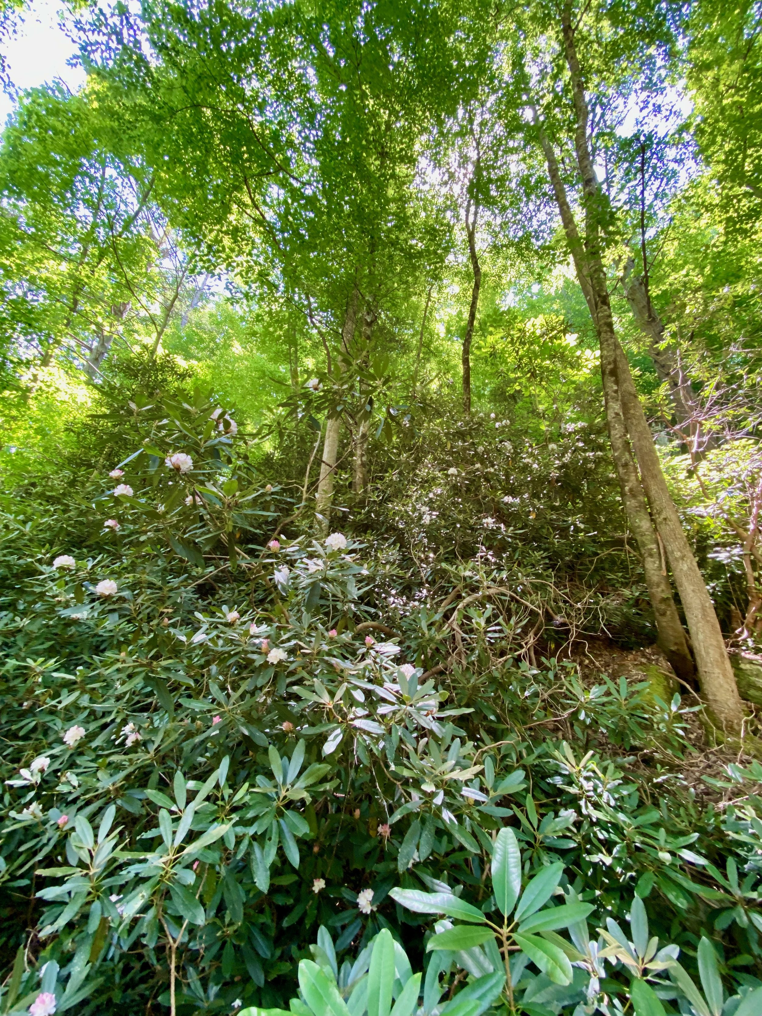in the forest at a women's retreat