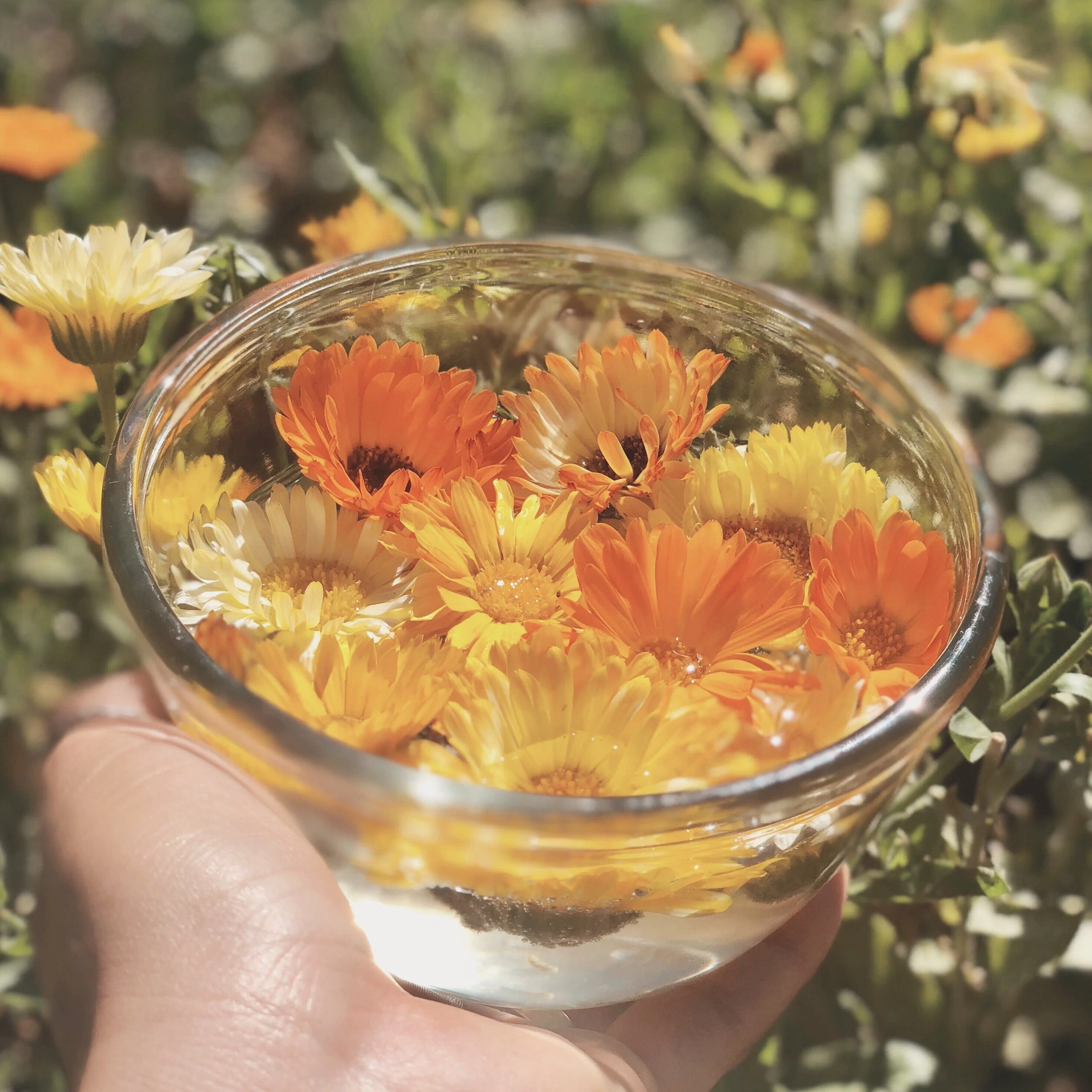making calendula flower essence
