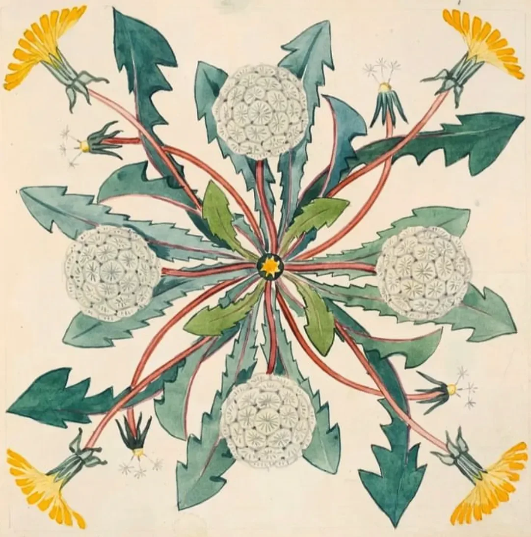 dandelion.webp