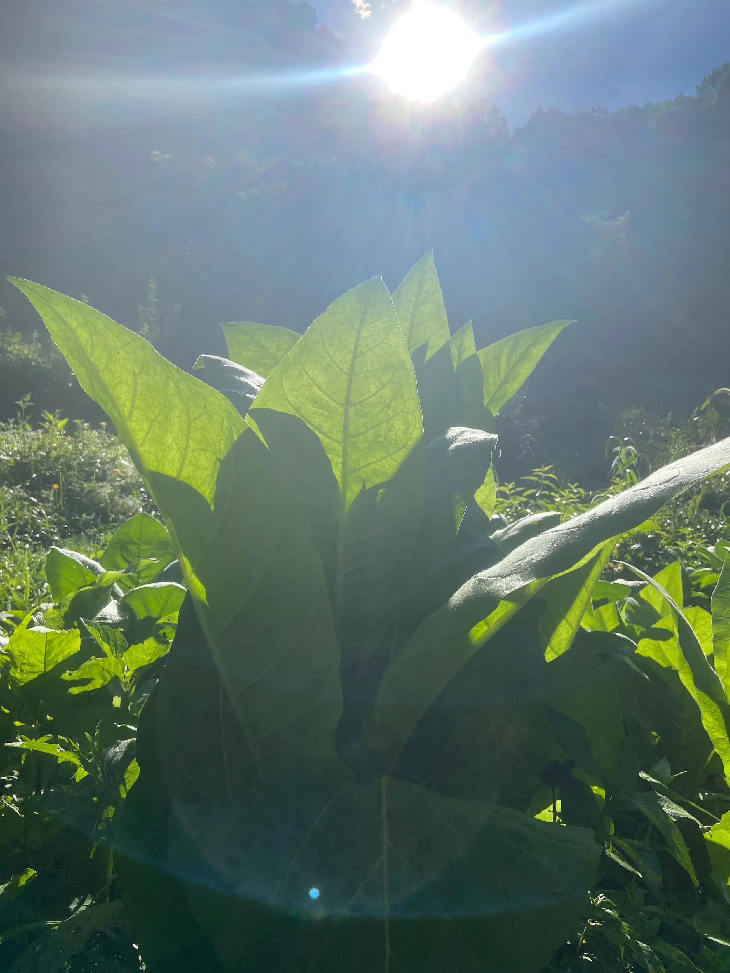 tobacco as ally in illumination