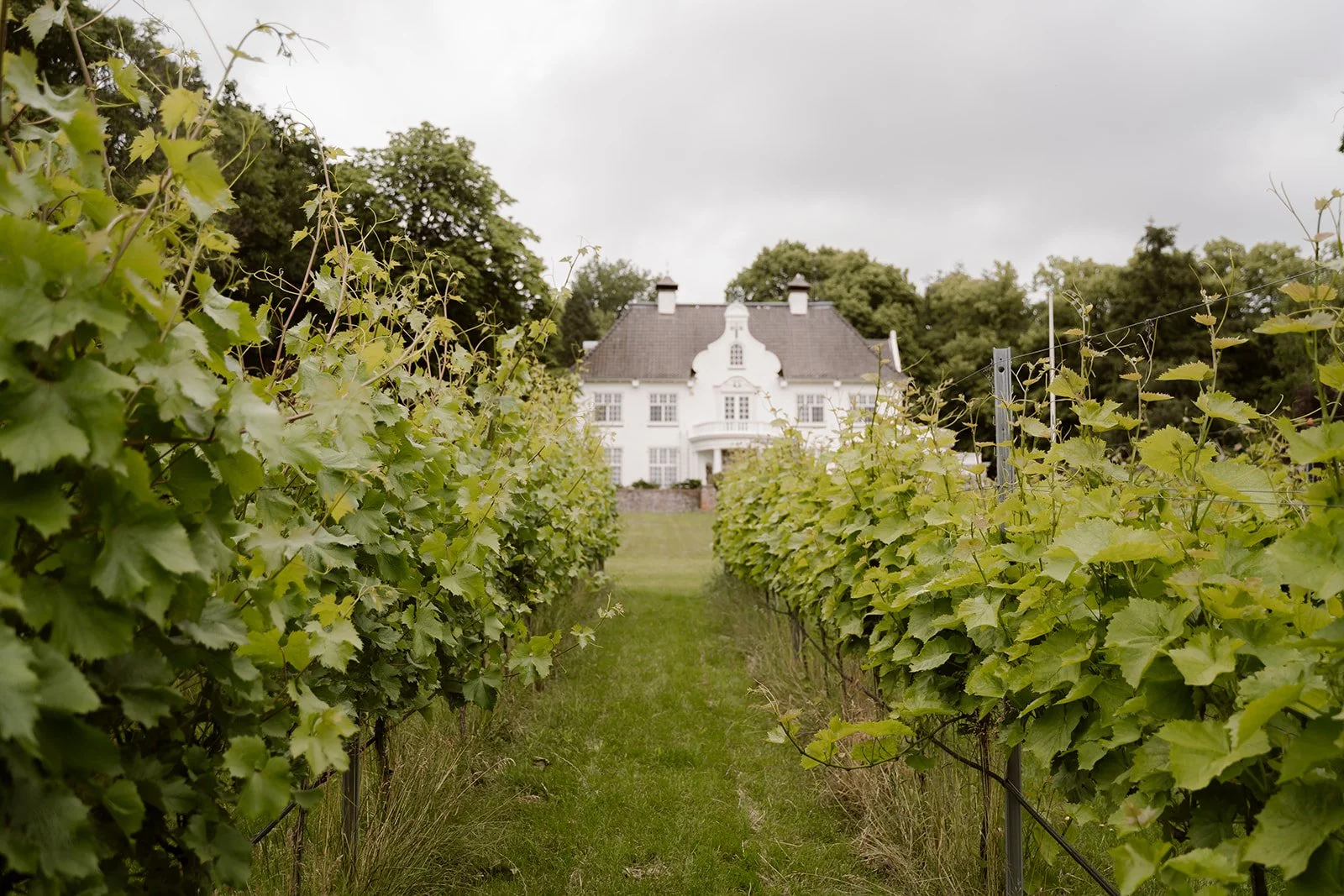 Wijndomein, Rhenen.jpg